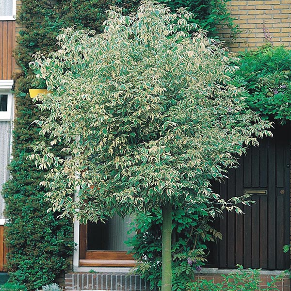 Šarenolisni javor Acer negundo variegatum