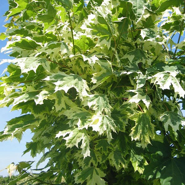 Šarenolisni javor Acer p drummondii