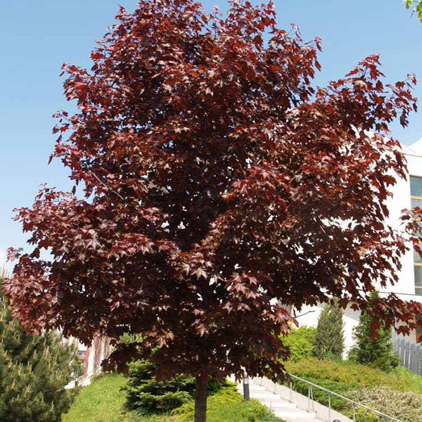 Crvenolisni javor Acer platanoides crimson king