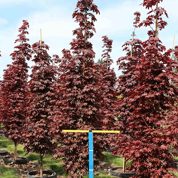 Stubasti crvenolisni javor Acer platanoides crimson sentry