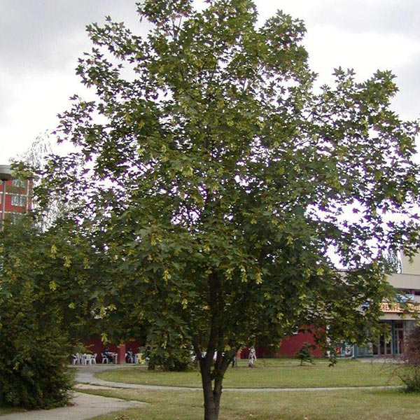 Gorski javor Acer pseudoplatanus