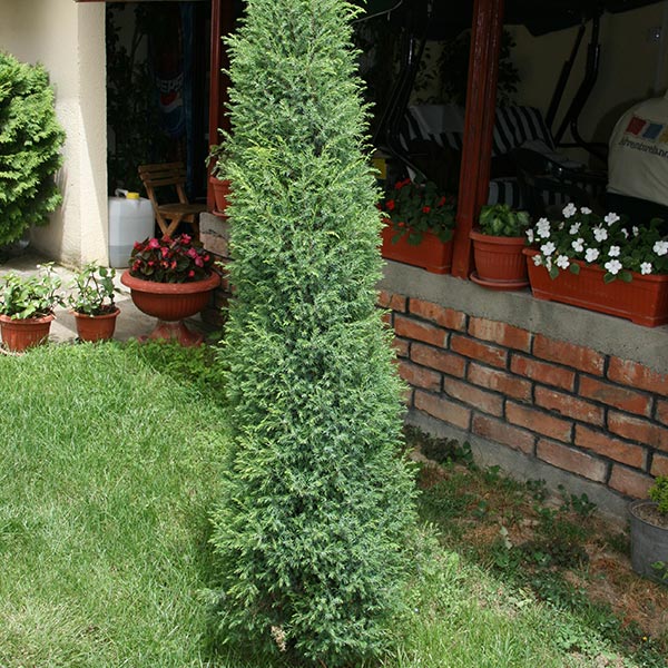 Kleka Juniperus comunis