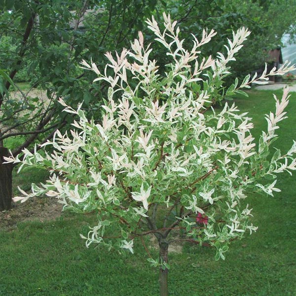 Vrba šarenolisna Salix integra