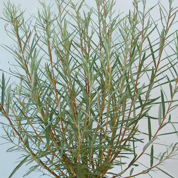 Vrba ruzmarinolisna Salix rosmarinifolia